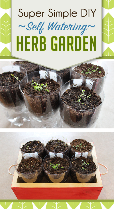 Pop bottles made into self-watering herb planters because herbs can be finicky about water, take the guess work out of herb gardening and watch them thrive! 