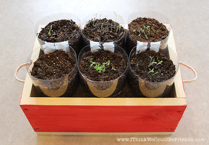 DIY Herb Garden: Soda bottles made into self-watering herb planters because herbs can be finicky about water, take the guess work out of herb gardening and watch them thrive! #DIY #herb #garden #indoor #easy #grow #herbs #start #begin #seed 
