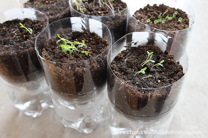 Super Simple Diy Self Watering Herb Garden