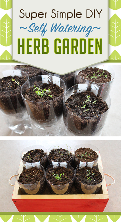 DIY Herb Garden: Soda bottles made into self-watering herb planters because herbs can be finicky about water, take the guess work out of herb gardening and watch them thrive! #DIY #herb #garden #indoor #easy #grow #herbs #start #begin #seed 